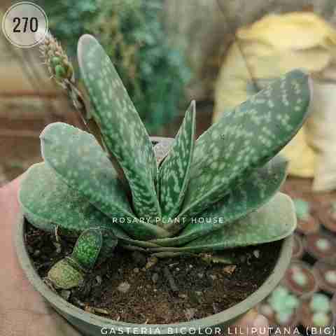 Gasteria Bicolor Liliputana (Big) from Rosary Plant House