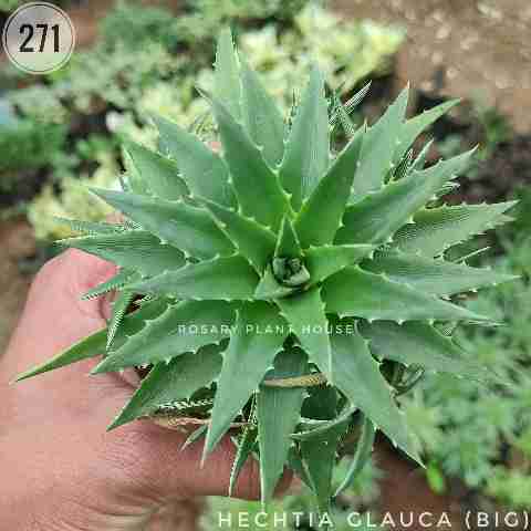 Hechtia glauca (Big) from Rosary Plant House