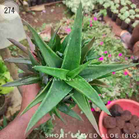 Short leaved Aloe (Big) from Rosary Plant House