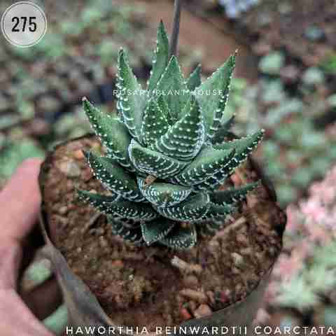 Haworthia reinwardtii coarctata from Rosary Plant House