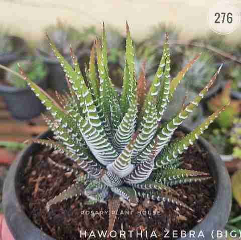 Haworthia Zebra (Big) from Rosary Plant House
