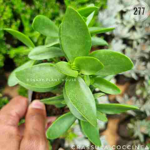 Crassula coccinea from Rosary Plant House
