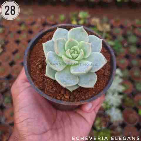 Echeveria elegans from Rosary Plant House