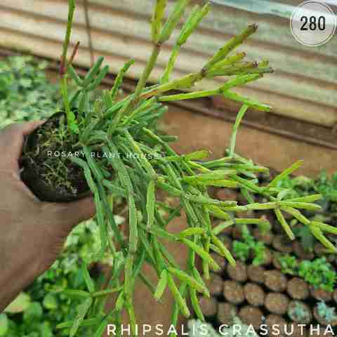 Rhipsalis crassutha from Rosary Plant House