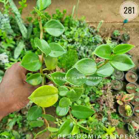 Peperomia serpens from Rosary Plant House