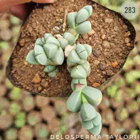 Delosperma Taylorii from Rosary Plant House