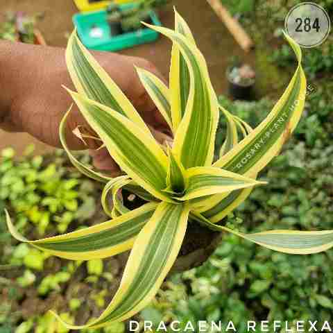 Dracaena reflexa from Rosary Plant House