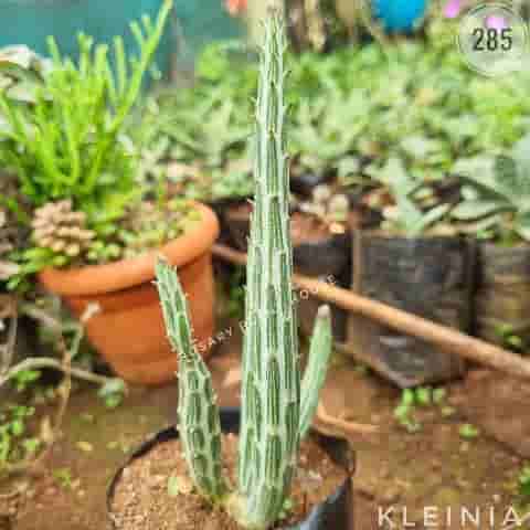 Kleinia from Rosary Plant House