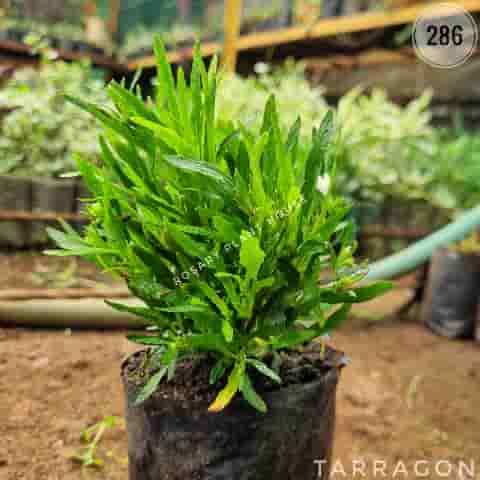 Tarragon from Rosary Plant House