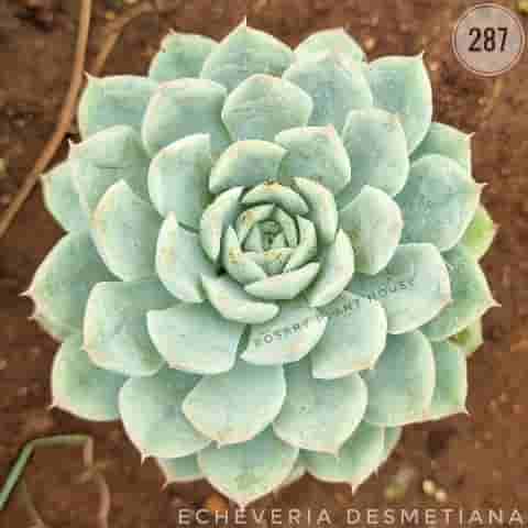 Echeveria desmetiana from Rosary Plant House