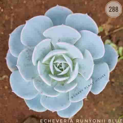 Echeveria Runyonii Blue from Rosary Plant House