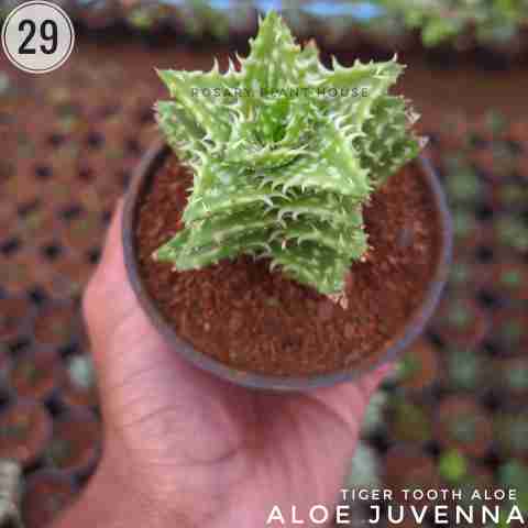 Aloe juvenna from Rosary Plant House