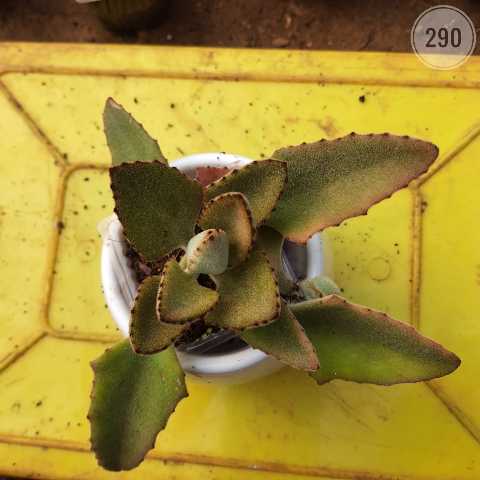 Plant 290 from Rosary Plant House