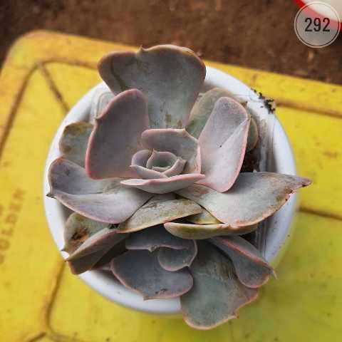 Plant 292 from Rosary Plant House