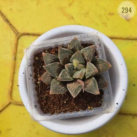 Plant 294 from Rosary Plant House