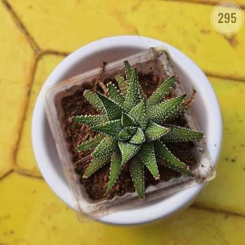 Plant 295 from Rosary Plant House