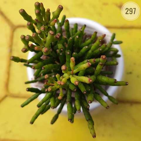 Plant 297 from Rosary Plant House