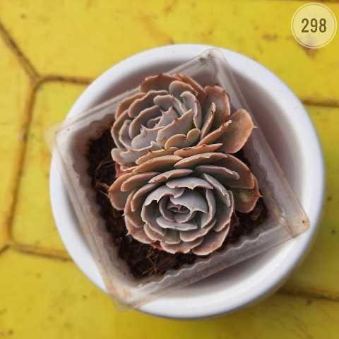 Plant 298 from Rosary Plant House
