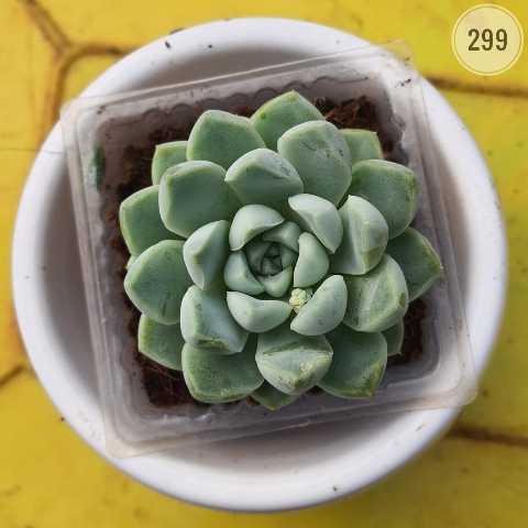 Plant 299 from Rosary Plant House