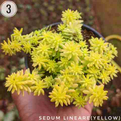 Sedum Lineare(yellow) from Rosary Plant House