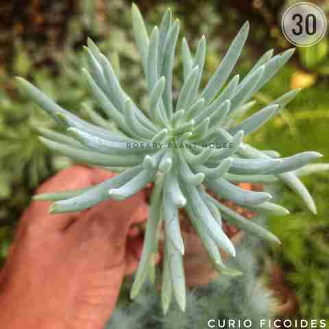 Blue stick long from Rosary Plant House