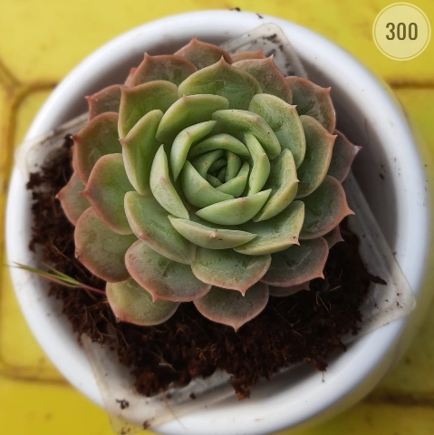 Plant 300 from Rosary Plant House