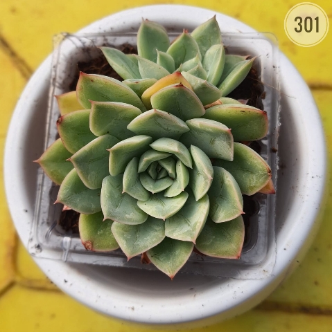 Plant 301 from Rosary Plant House