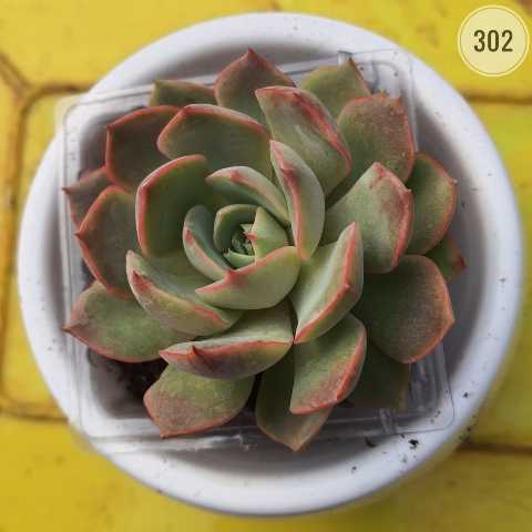 Plant 302 from Rosary Plant House