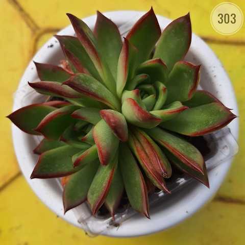 Plant 303 from Rosary Plant House