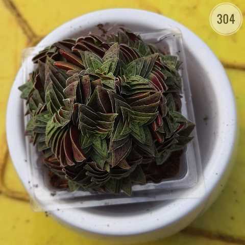 Plant 304 from Rosary Plant House