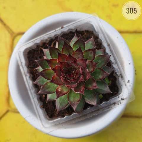 Plant 305 from Rosary Plant House