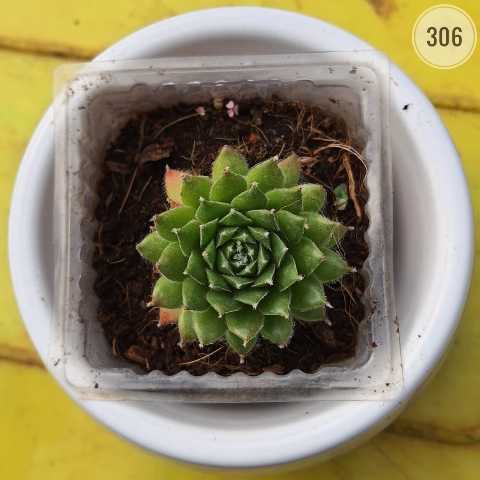 Plant 306 from Rosary Plant House
