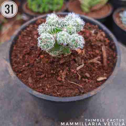 Mammillaria vetula from Rosary Plant House