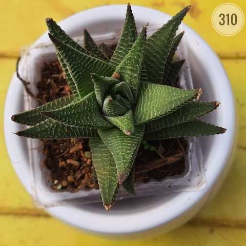 Plant 310 from Rosary Plant House
