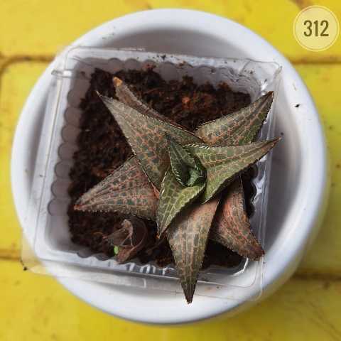 Plant 312 from Rosary Plant House