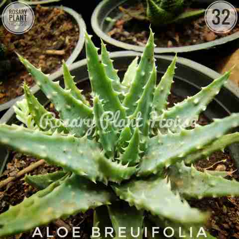 Aloe Breuifolia from Rosary Plant House