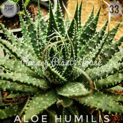 Aloe humilis from Rosary Plant House