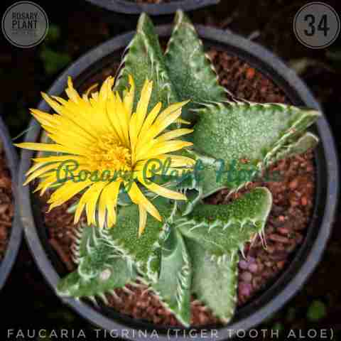 Faucaria Tigrina from Rosary Plant House