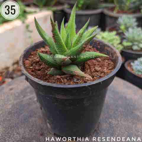 Haworthia Resendeana from Rosary Plant House