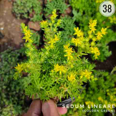 Sedum Lineare(green) from Rosary Plant House