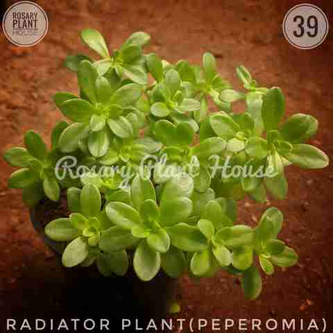 Radiator Plant from Rosary Plant House