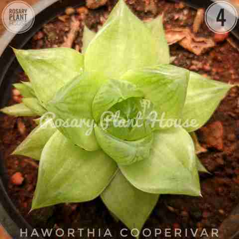 Haworthia cymbiformis from Rosary Plant House