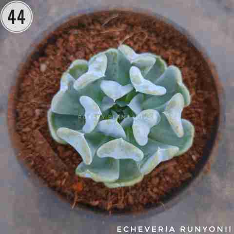 Echeveria Runyonii from Rosary Plant House