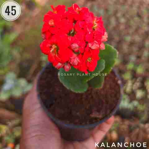 Kalanchoe from Rosary Plant House