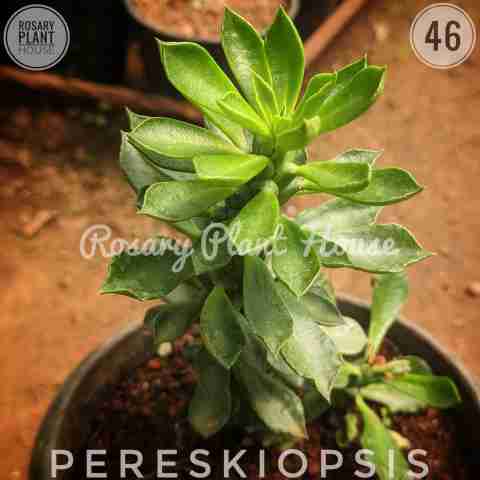 Pereskiopsis from Rosary Plant House