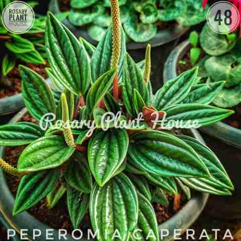 Peperomia caperata from Rosary Plant House
