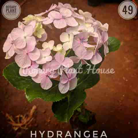 Hydrangea from Rosary Plant House