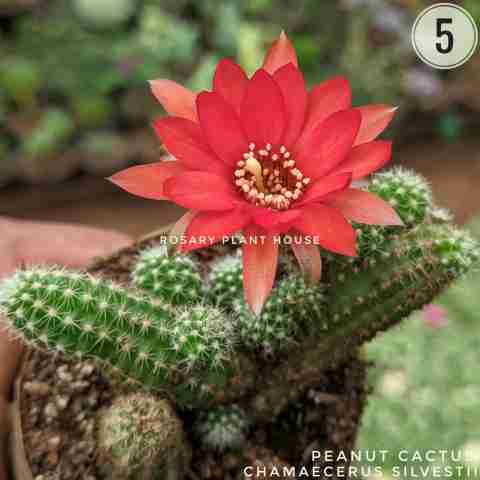 Chamaecerus Silvestii from Rosary Plant House