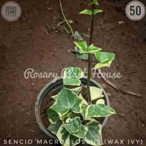 Wax Ivy from Rosary Plant House