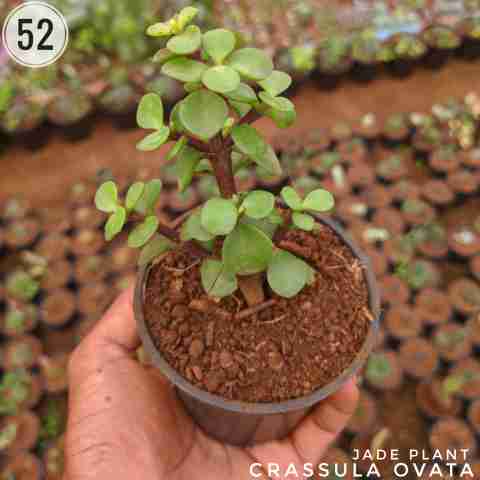 Crassula ovata from Rosary Plant House